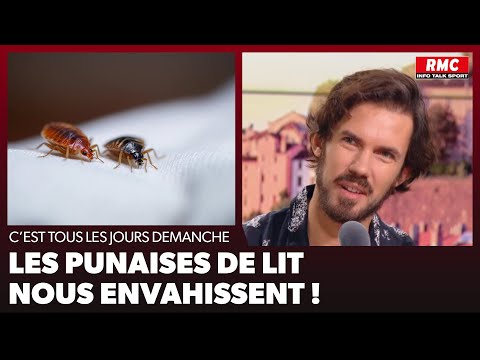 Les punaises de lit nous envahissent !