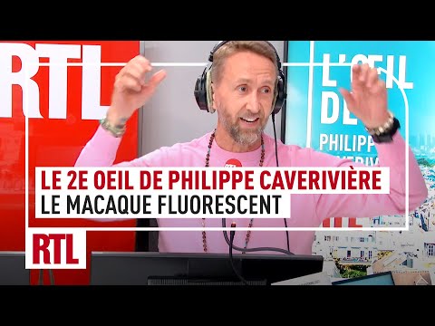 2e Oeil de Philippe Caverivière : des chercheurs chinois donnent naissance à un macaque fluorescent