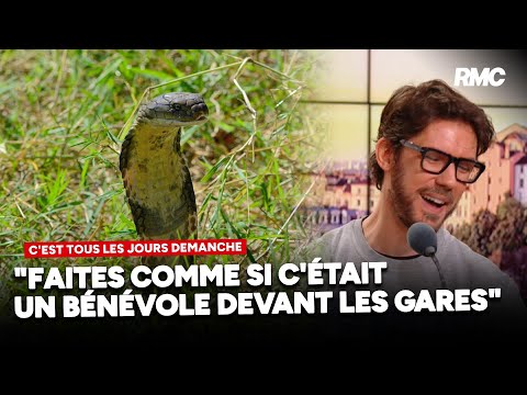 Un cobra royal près de Toulouse: les astuces d’Arnaud Demanche pour éviter la morsure
